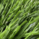 Газон для футболу CCGrass Stemgrass 40